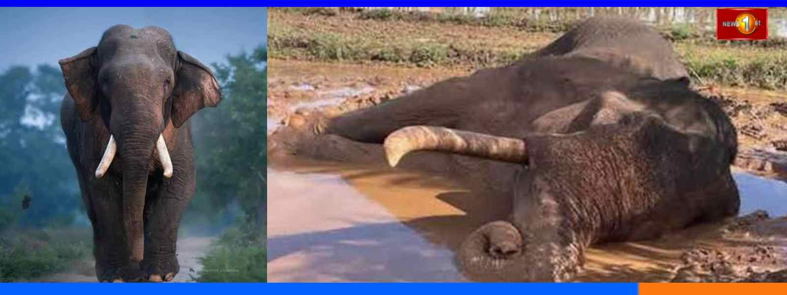 காவன்திஸ்ஸ யானை மரணம் தொடர்பில் விசாரணை